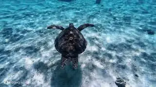 Swimming with Turtles ASMR 