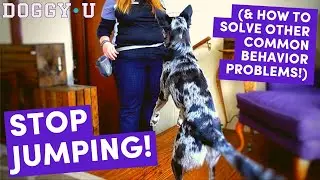 STOP Your DOG from JUMPING at the Door: Teaching Replacement Behaviors for Common Behavior Problems