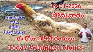 19 January 2026 Today Winning Colours//kukkuta sastram//colour update #telugu