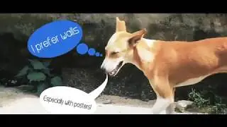 The Common Man...oops Dog's problem!