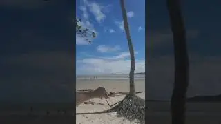 Coroa do Avi&atilde;o, Ilha de Itamaraca Pernambuco BRASIL !!!