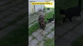 cat and dog #countrysidelife #countryside #germanshepherd #catanddog