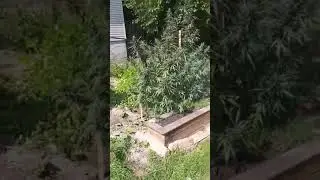 Stolen pot plants