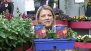 Vibrant Garden Ideas