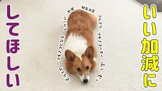 飼い主がうるさいので愛犬がうんざりしてしまいました