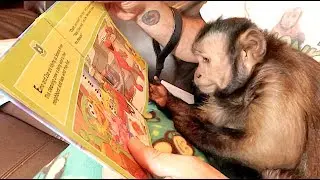 Monkey Mail Time! VEGEMITE CHALLENGE!