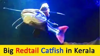 Big Redtail Catfish at Malampuzha dam Aquarium | Monster Fish | Fish Lover
