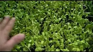 Выращивание зелени подсолнечника каждый день - Майкл Бергонзи