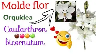 como fazer o molde da orquídea  Caularthron bicornutum.