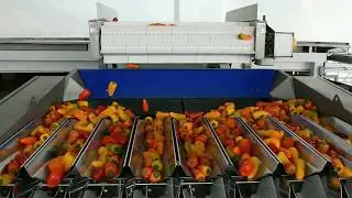 Newtec Weighing Machine, Model 4009B2, Weighing and Packing of Mini Bell Peppers
