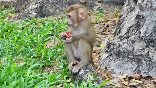 Giving fruit for smart baby monkey Leo he is very lovely