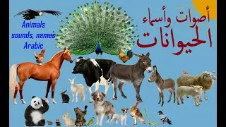 🦀 🦈🐪🦚🐩 🐈 🐍 🦃🐿 Sounds and Arabic names of animals  أصوات وأسماء الحيوانات