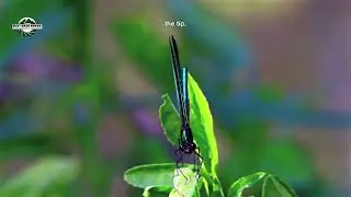 Ebony Jewelwing #damselfly #insects