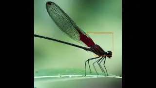 #CuidadoPorDondePisas: Hetaerina miniata (Caballito escarlata)