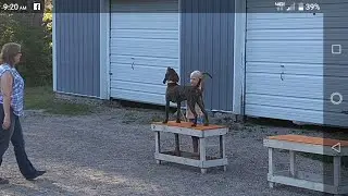 Harry Plotter Long Prairie UKC Bench Show