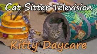 Kitty Daycare - (Cat Sitter Television)