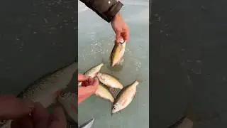 crazy fish bite #outdoorcooking #icefishing #fishingadventure #cookingvlog #fishbites #fishingvideo
