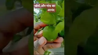 #villagelife #Village ##corn #bhutta #farming #naturalfarming #garden #spk