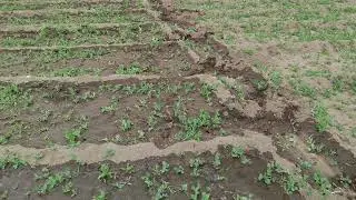 Farming in Taknak Sakti Leh Ladakh