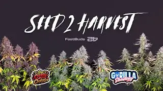 Seed to harvest - Strawberry Gorilla & Lemon Cherry Cookies Timelapse