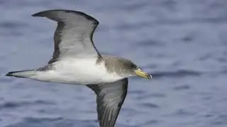 Scolpoli&rsquo;s shearwater call