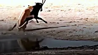 MARKHOR VS LION