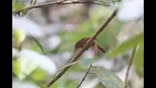 Buff-fronted Foliage-Gleaner (Dendroma rufa)