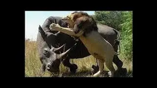 El regreso del Le&oacute;n blanco | Documental TV2 | Una historia incre&iacute;ble