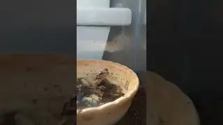 Little tree frog eating bugs