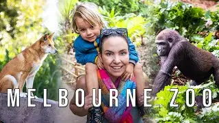 Melbourne ZOO trip with kids! Australia's OLDEST zoo! Great day out in Melbourne for families!