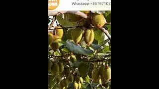 📸 A Day in the Kiwi Orchard &ndash; Captured Today in Shaanxi, China!