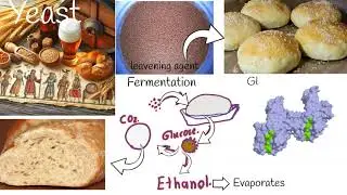Is Yeast Safe? Is baking Yeast safe for your health?