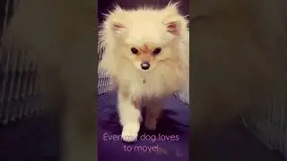 Pomeranian workout - I&rsquo;m too sexy!
