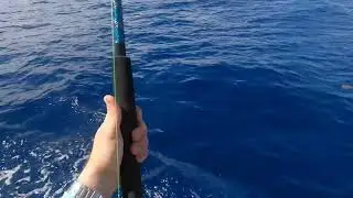Edisto Banks 5/3 - Dolphin 3