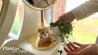 PLANTAS en casa y CAFÉ DE OLLA