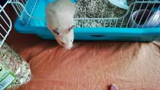 Новый корм с креветками JR Farm. New hamster shrimp feed JR Farm
