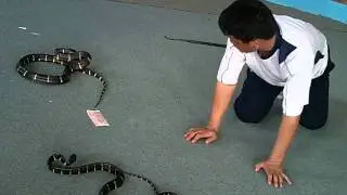 Phuket, Thailand snake show