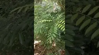 Paradise tree