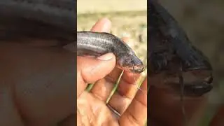 💀Very Dangerous Fish Catching #fishing​ #fish​ #ocean​ #fishinglife​ #shorts​ #shortvideos