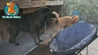 Love, Kai, Linus, Chance, Gnar, Haruka, Gunner, Kyo at Woofer Park!