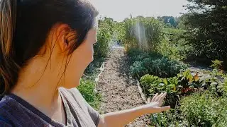 Fall Garden Plans After the Failed Summer Garden