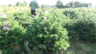 Пихта Нордмана в кадке  22068