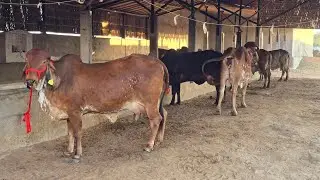 My farm all top #quality gir cow sale Goswami Deyri Farm indoli ajmer rajasthan kishanghar7568472113