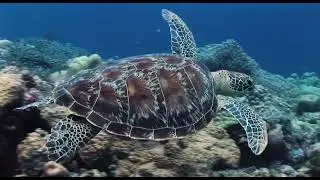 The Deep Ocean #nature #ocean #sea#viral #shortfeed #shortsviral #trending #tiktok #animals