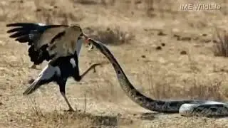 Secreatary burd hunting snake 