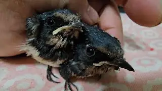 귀농귀촌 제비 놀아주기Playing Swallow in returning to farming and rural areas.