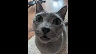 My cat is crazy 😅😅😅😅