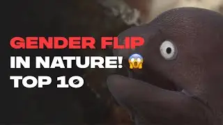 These Animals Change Gender... Shocking Top 10 😱