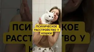 В активные фазы успокаиваю её спреем с пустырником и лавандой wb: #578497193 #котыприколы #лайфхак