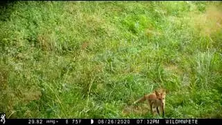 WildmanPete Fox Pup Exploring